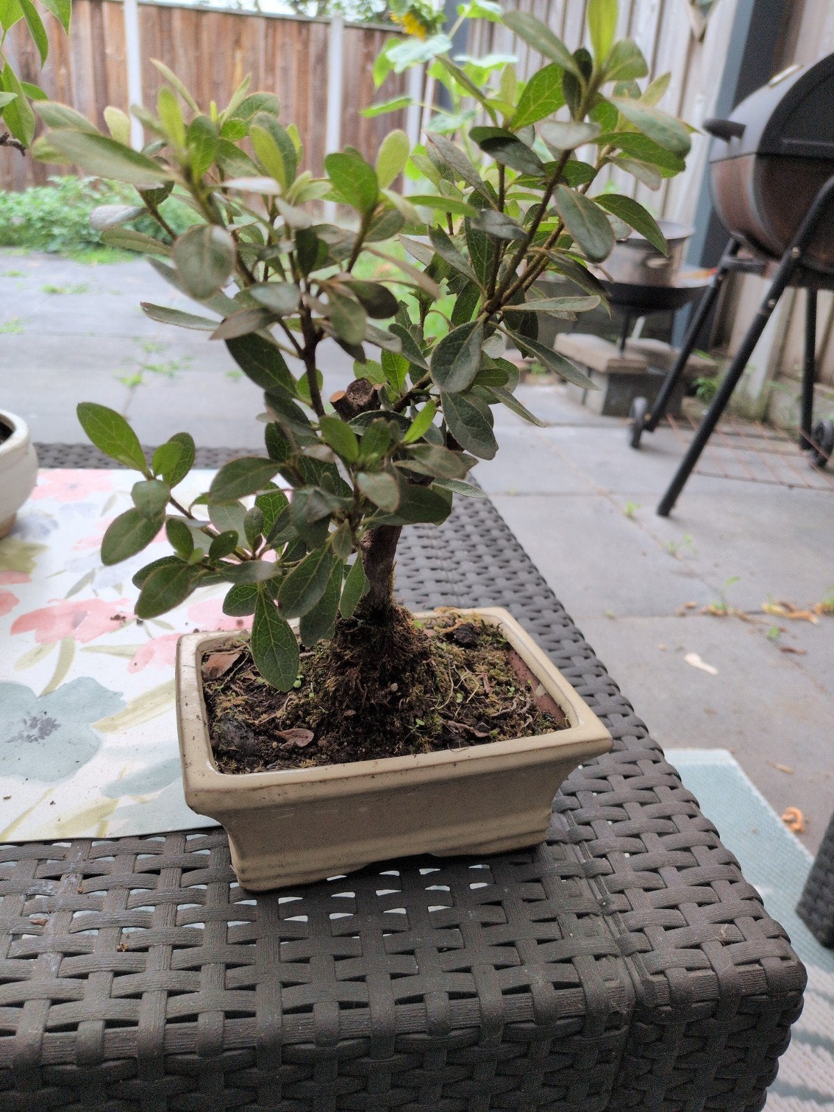 Mooie Bonsai plant in pot, Ophalen of Verzenden