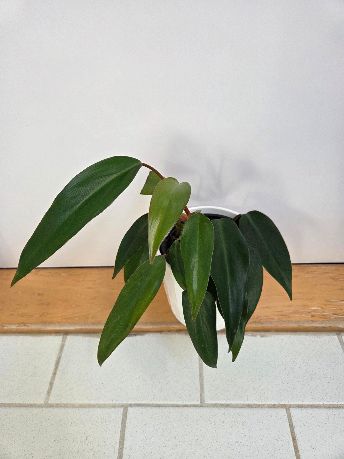 Philodendron Erubescens, Ophalen, Overige soorten, Halfschaduw, Minder dan 100 cm
