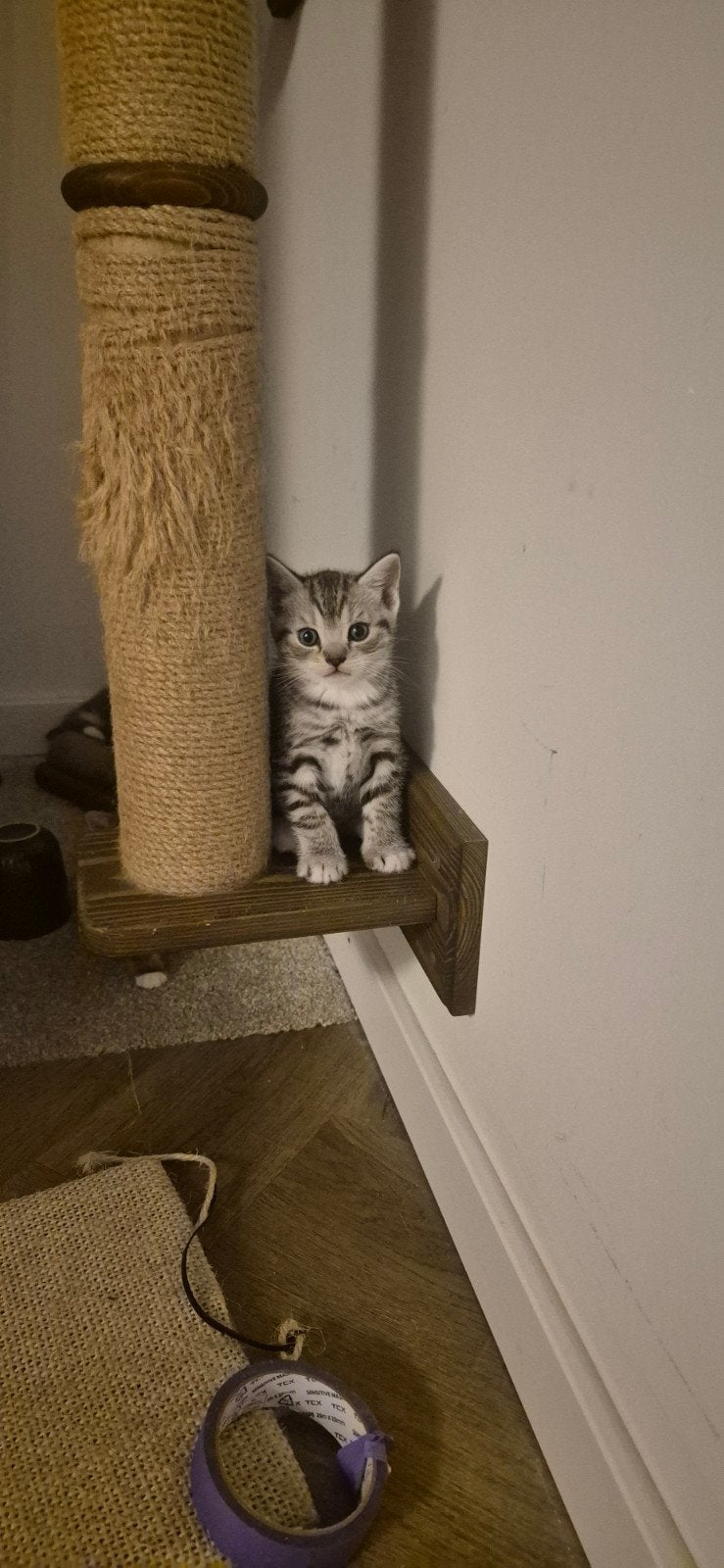 Mooie mix britse korthaar kittens!, Meerdere dieren