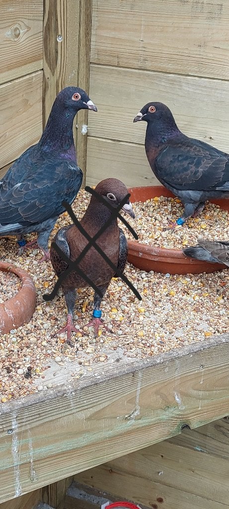 Kleurpostduiven, Dieren en Toebehoren, Meerdere dieren, Postduif