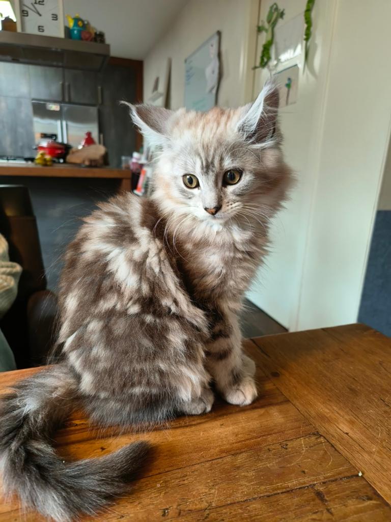 2 prachtige Main Coon kittens, Poes, Gechipt