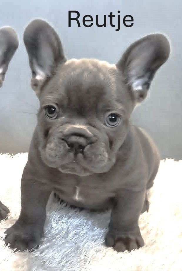 Franse Bulldog Pups Blauw, Parvo, 8 tot 15 weken, Bulldog, Meerdere