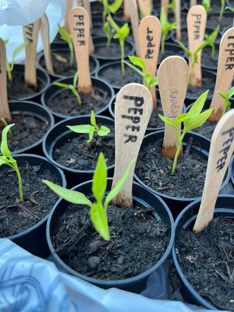 Peper ️ Plantjes, Tuin en Terras, Ophalen, Minder dan 100 cm, Overige soorten, Zomer