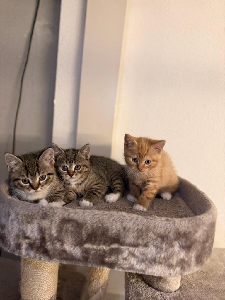 3 lieve Britse Korthaar mix kittens zoeken een warm thuis, Meerdere dieren