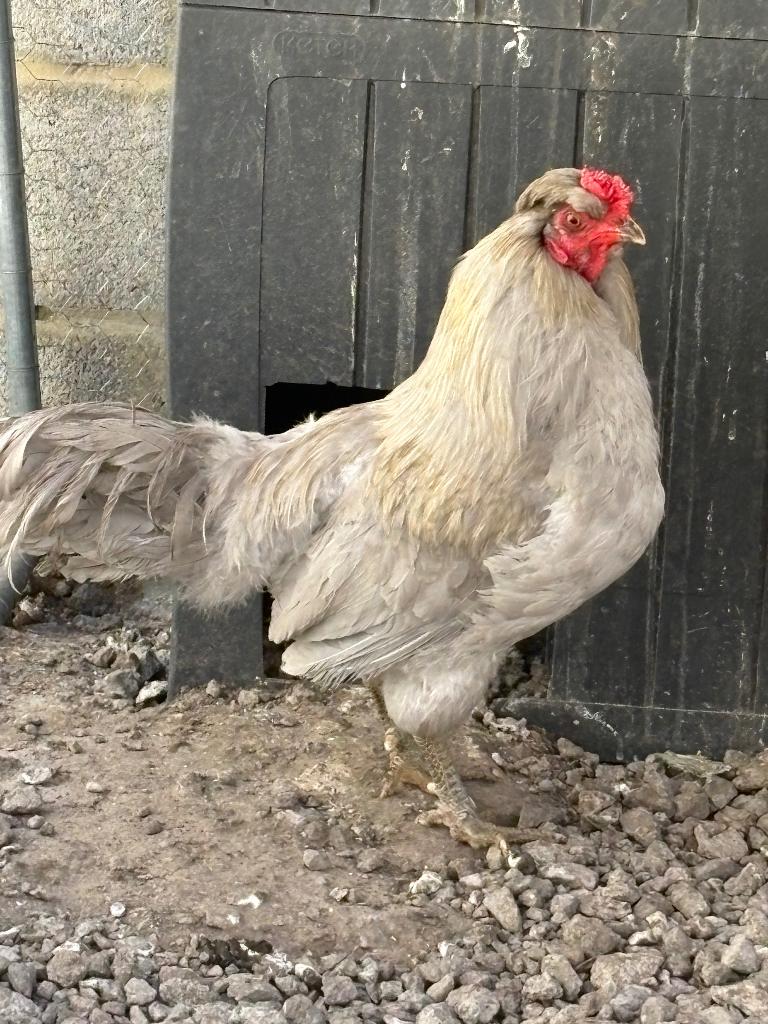 Araucana Haan, Dieren en Toebehoren, Mannelijk, Kip