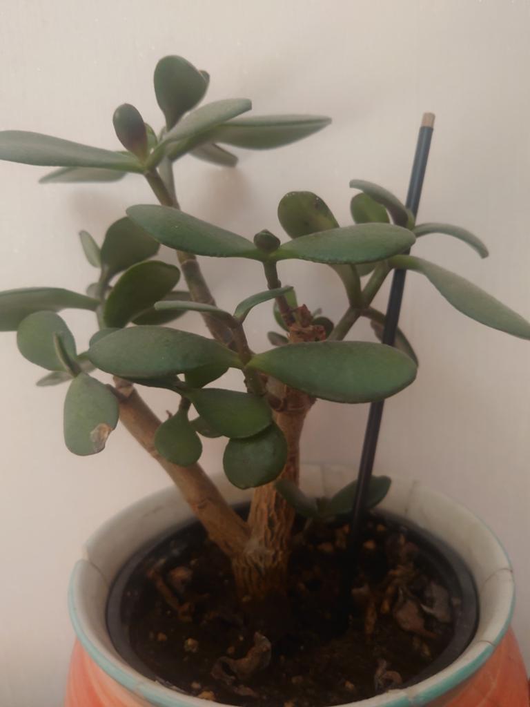 Crassula, jade plant, geldboom, vetplant, Ophalen, Halfschaduw, Minder dan 100 cm