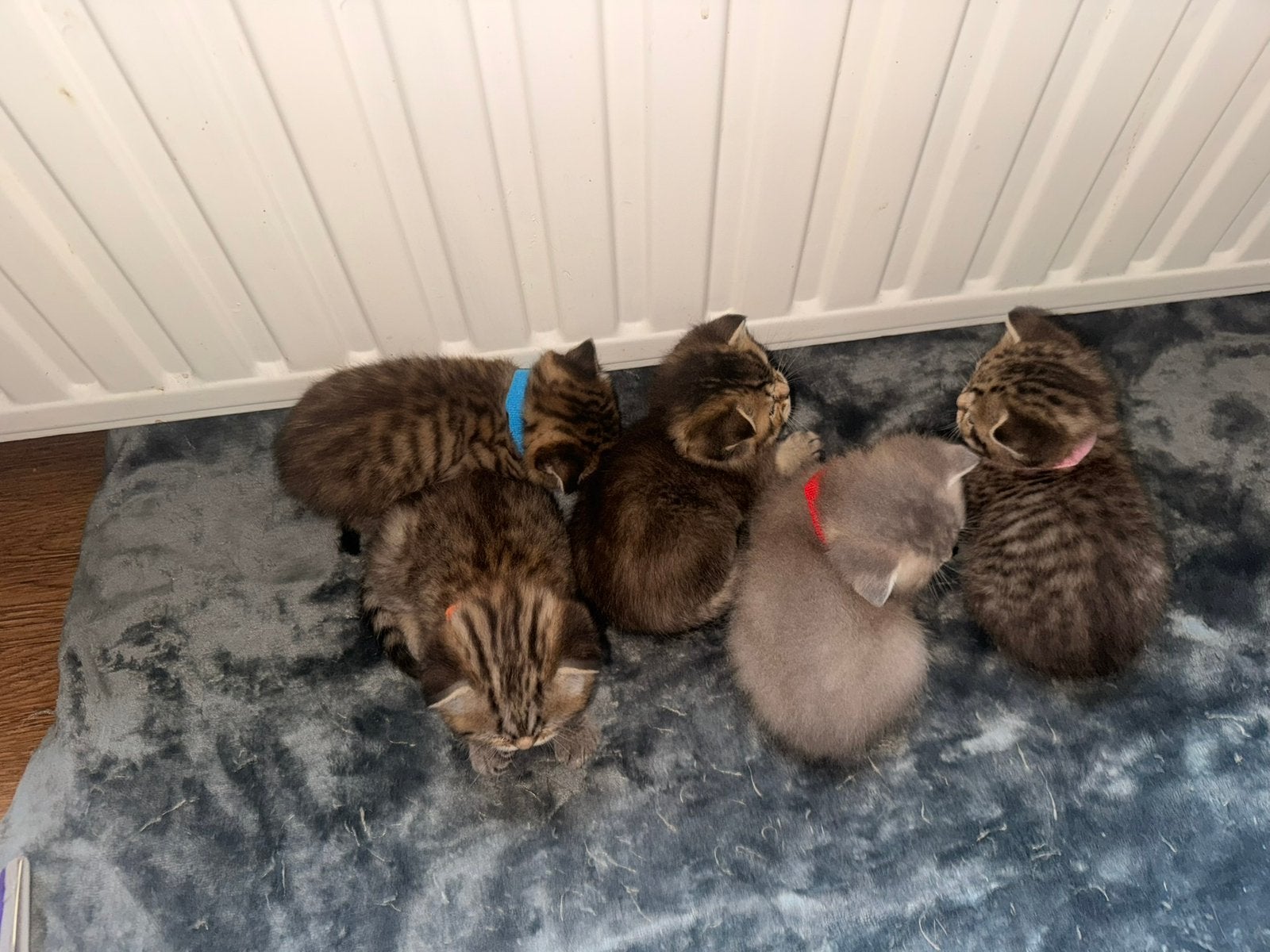 Britse korthaar kittens, Dieren en Toebehoren, Katten en Kittens | Raskatten | Korthaar, Meerdere dieren, Gechipt, 0 tot 2 jaar