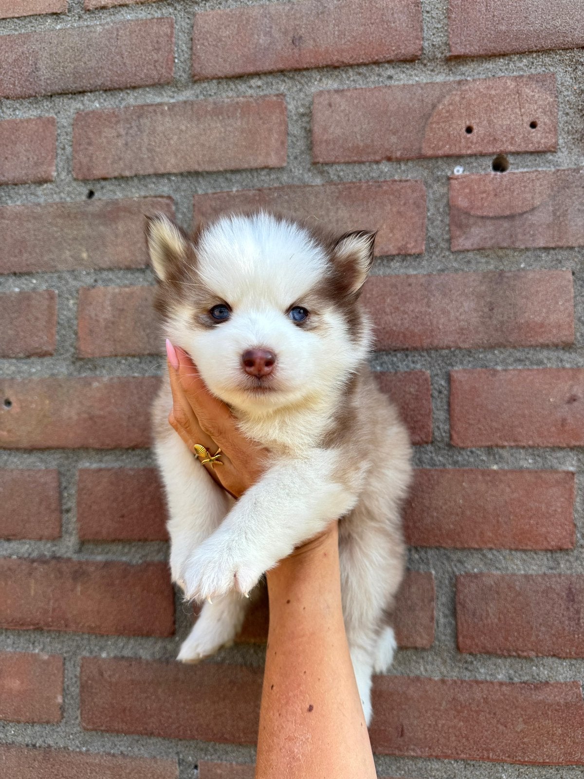 Lieve, schattige Pomsky pups te reseveren, Overige rassen, 8 tot 15 weken, Parvo, Meerdere