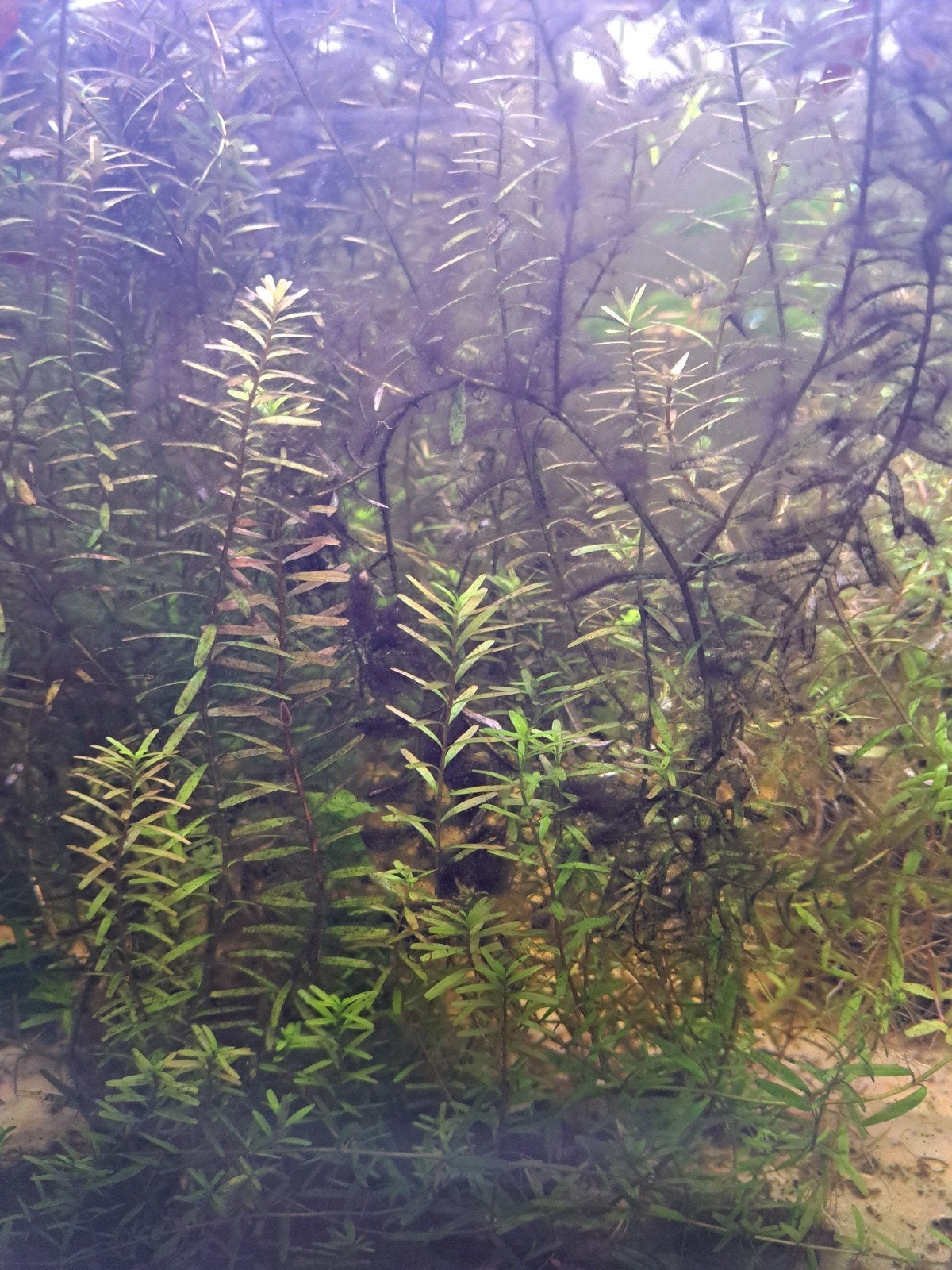 aquarium plant, Ophalen, Plant(en), Steen of Hout