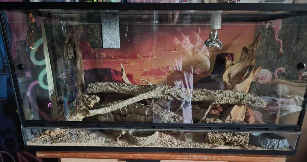 Moooe Jonge baardagaam met terrarium Bearded Dragon - female for sale from debby