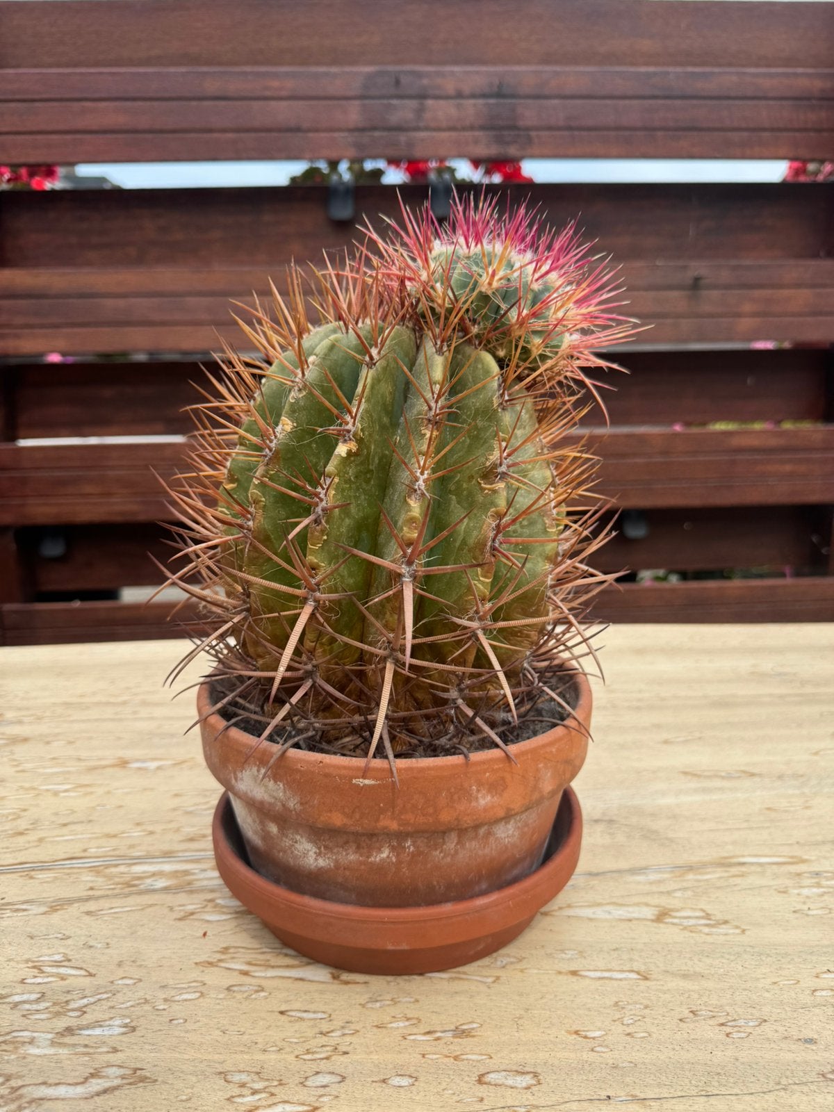 Tropische kamerplant, ferocactus, 33 cm hoog, Huis en Inrichting, Kamerplanten, Ophalen, Volle zon, Minder dan 100 cm
