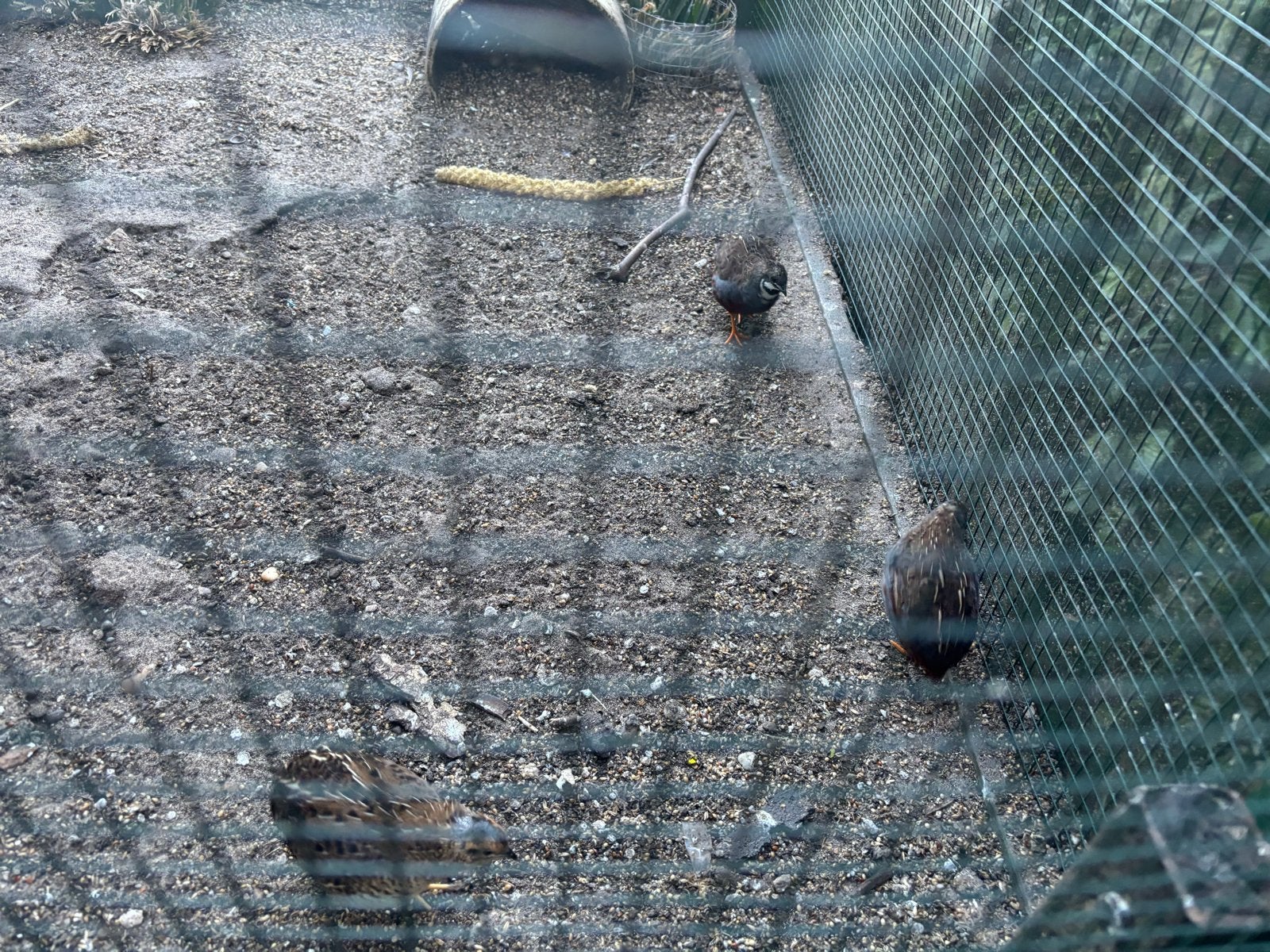 Chineese kwartels, Meerdere dieren