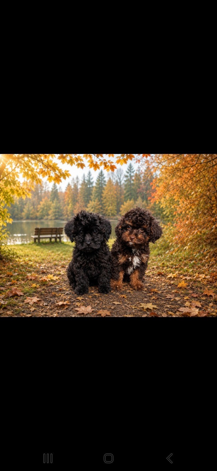 mini labradoodle, Poedel, 8 tot 15 weken, Meerdere, Meerdere dieren