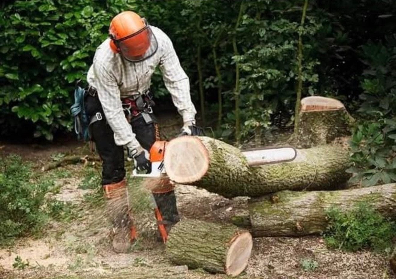 Bomen gezocht!, 6 m³ of meer, Ophalen, Overige houtsoorten, Stammen
