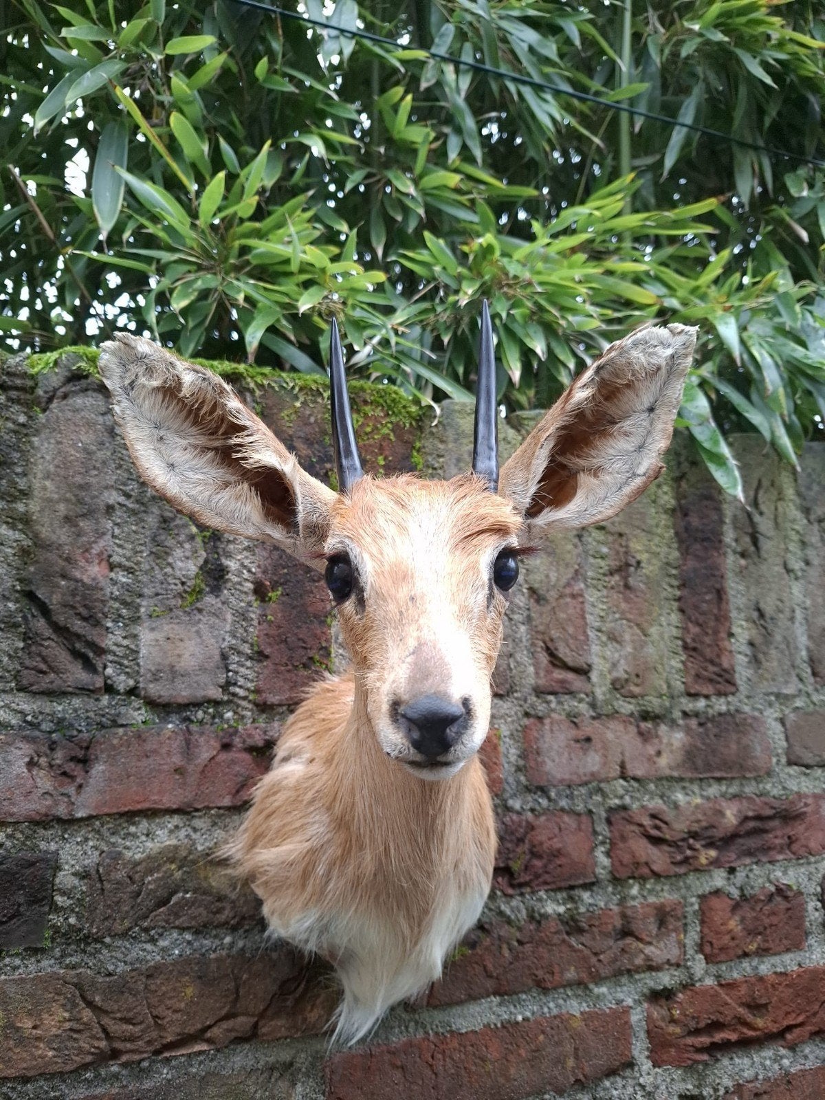 opgezette kop steenbokje afrika taxidermy schedel hert gewei, Ophalen, Wild dier, Gewei of Kop