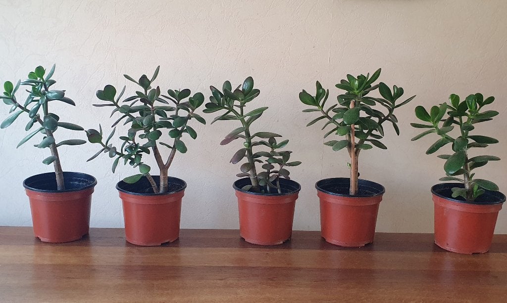 Kamerplant (geluksplant) 40 cm hoog p. stuk €3,50, Huis en Inrichting, Kamerplanten, Ophalen, Volle zon, Minder dan 100 cm
