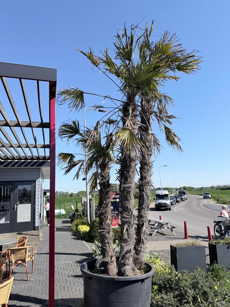 Grote Palmboom in Pot, Tuin en Terras, Planten | Bomen, 250 tot 400 cm, Zomer, Palmboom, Ophalen