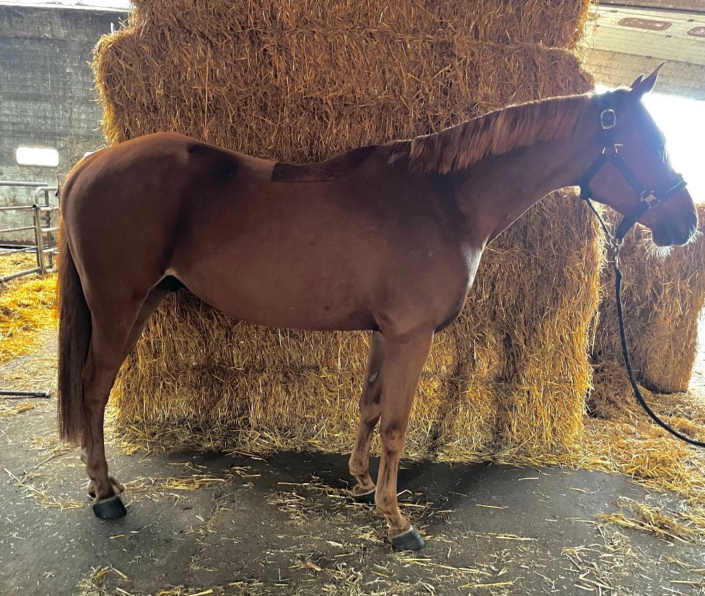 Welsh part-bred te koop, E pony (1.48m - 1.57m), Ruin, 3 tot 6 jaar, Recreatiepony