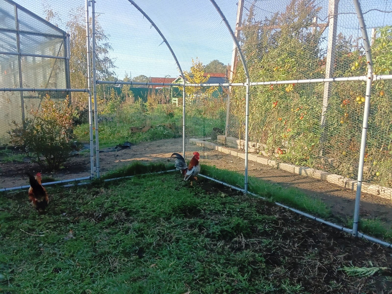 Seramahaantje grijs 2026 t.k.met/zonder hen 2026 in Eibergen, Dieren en Toebehoren, Meerdere dieren, Kip