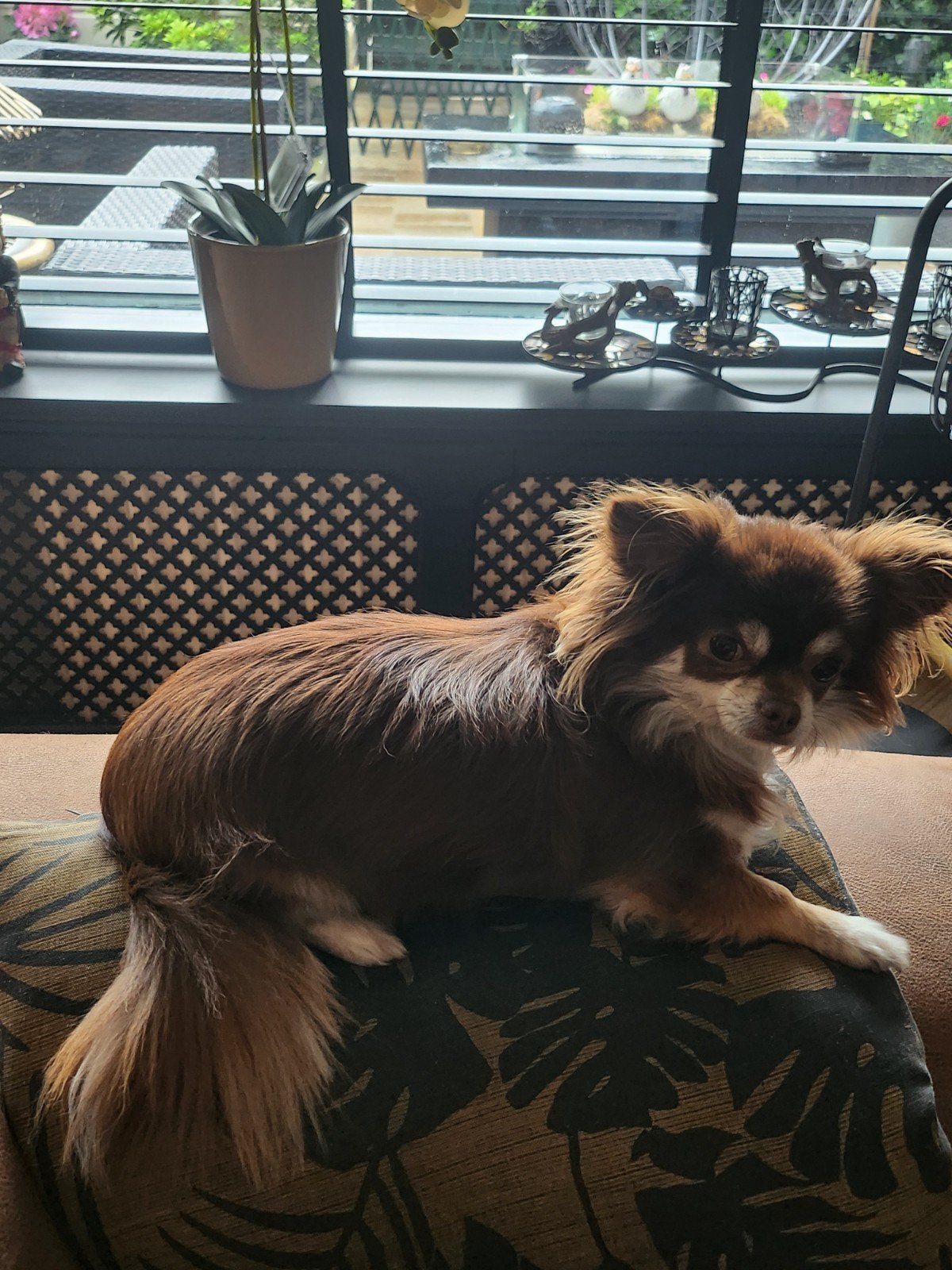 Chihahua pups, Dieren en Toebehoren, Honden | Chihuahua's en Gezelschapshonden, 8 tot 15 weken, Teef, Parvo, Meerdere
