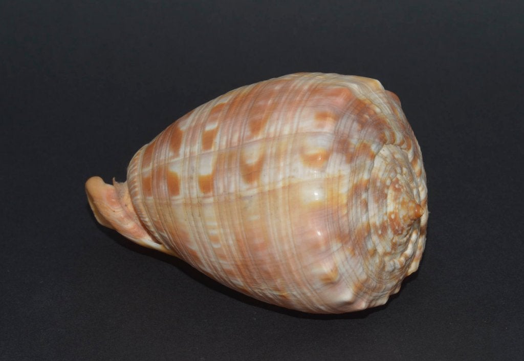 Prachtige Rode Helmschelp (Cypraecassis rufa) van 10 cm, Ophalen of Verzenden, Schelp(en)