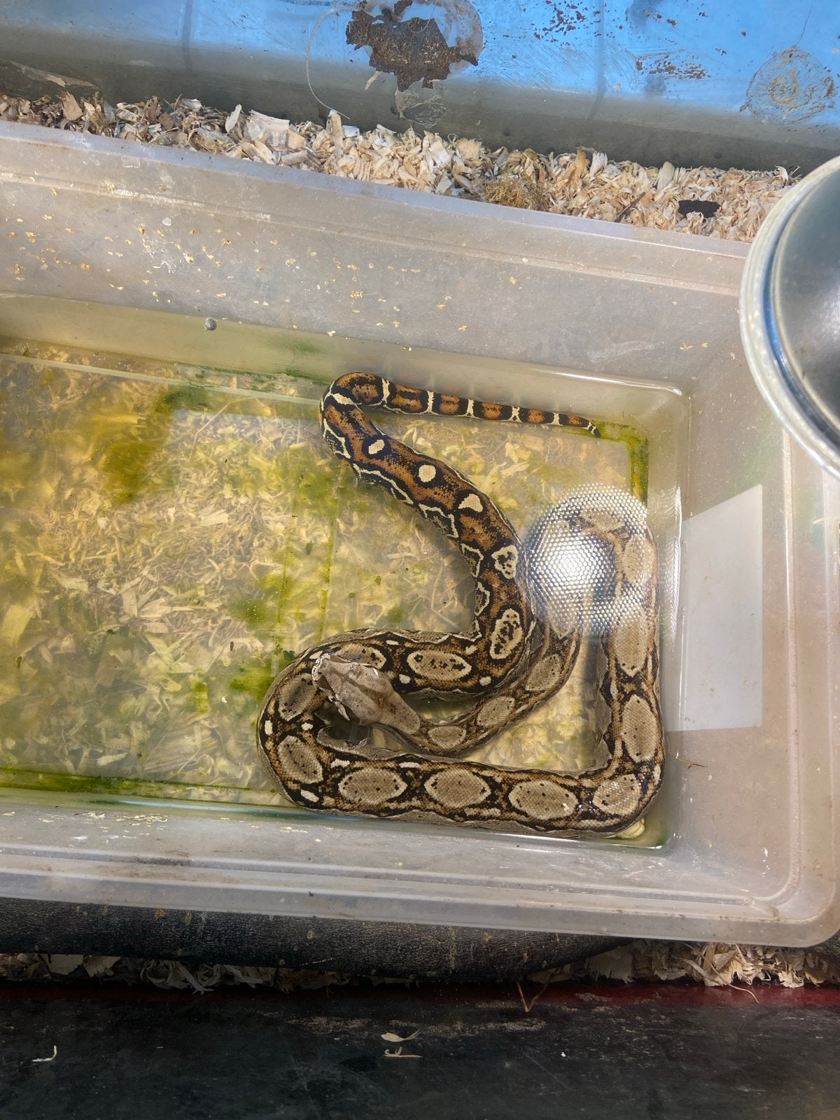 2 Boa constrictors wild kleur, Dieren en Toebehoren, Reptielen en Amfibieën, Slang, Tam, 0 tot 2 jaar