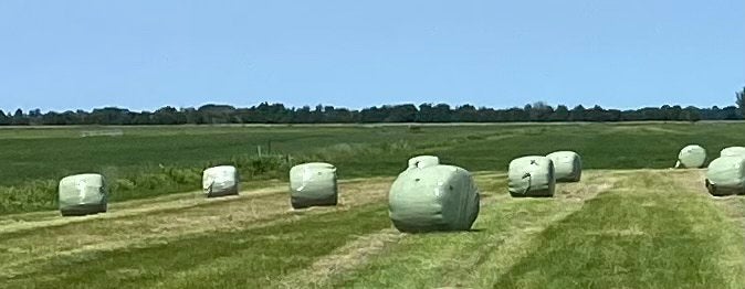 Midibaal paarden hooi/voordroog met Pavo ruwvoer quickscan, Dieren en Toebehoren, Ophalen, Vee