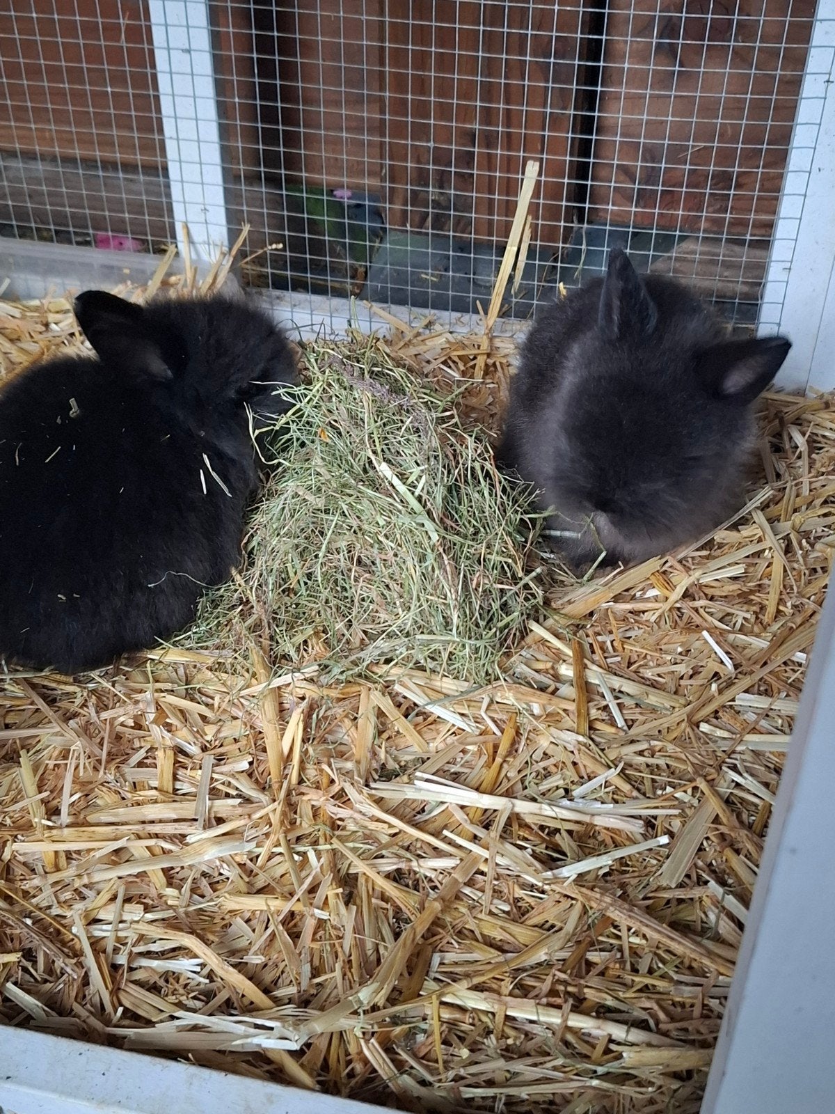 2 teddy widder baby konijnen, Dieren en Toebehoren