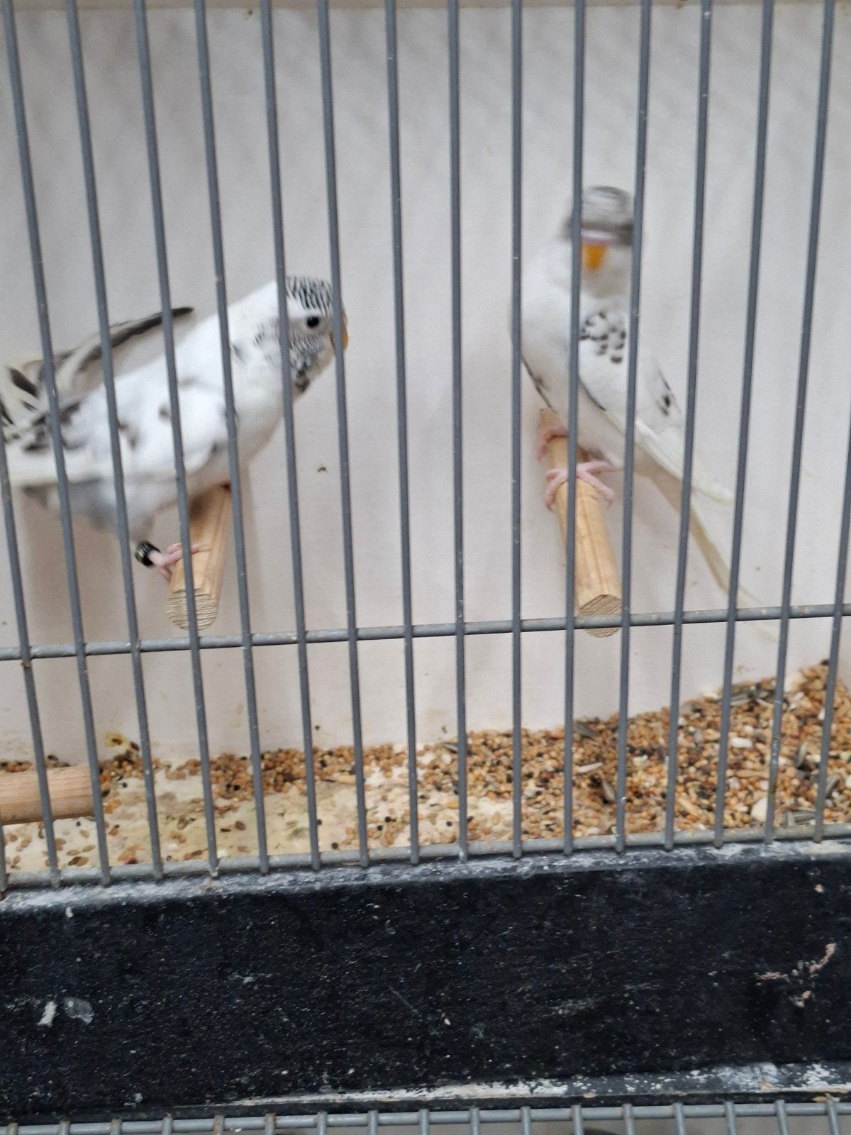 mooi koppel bonte blackface, Meerdere dieren, Parkiet