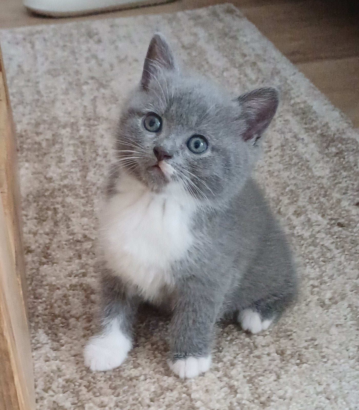 mooi half brits poesje, Poes, Ontwormd, 0 tot 2 jaar