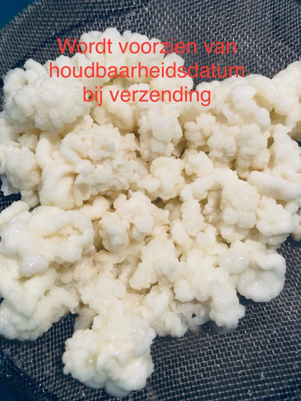 Kefir korrels om melkkefir mee te maken., Ophalen