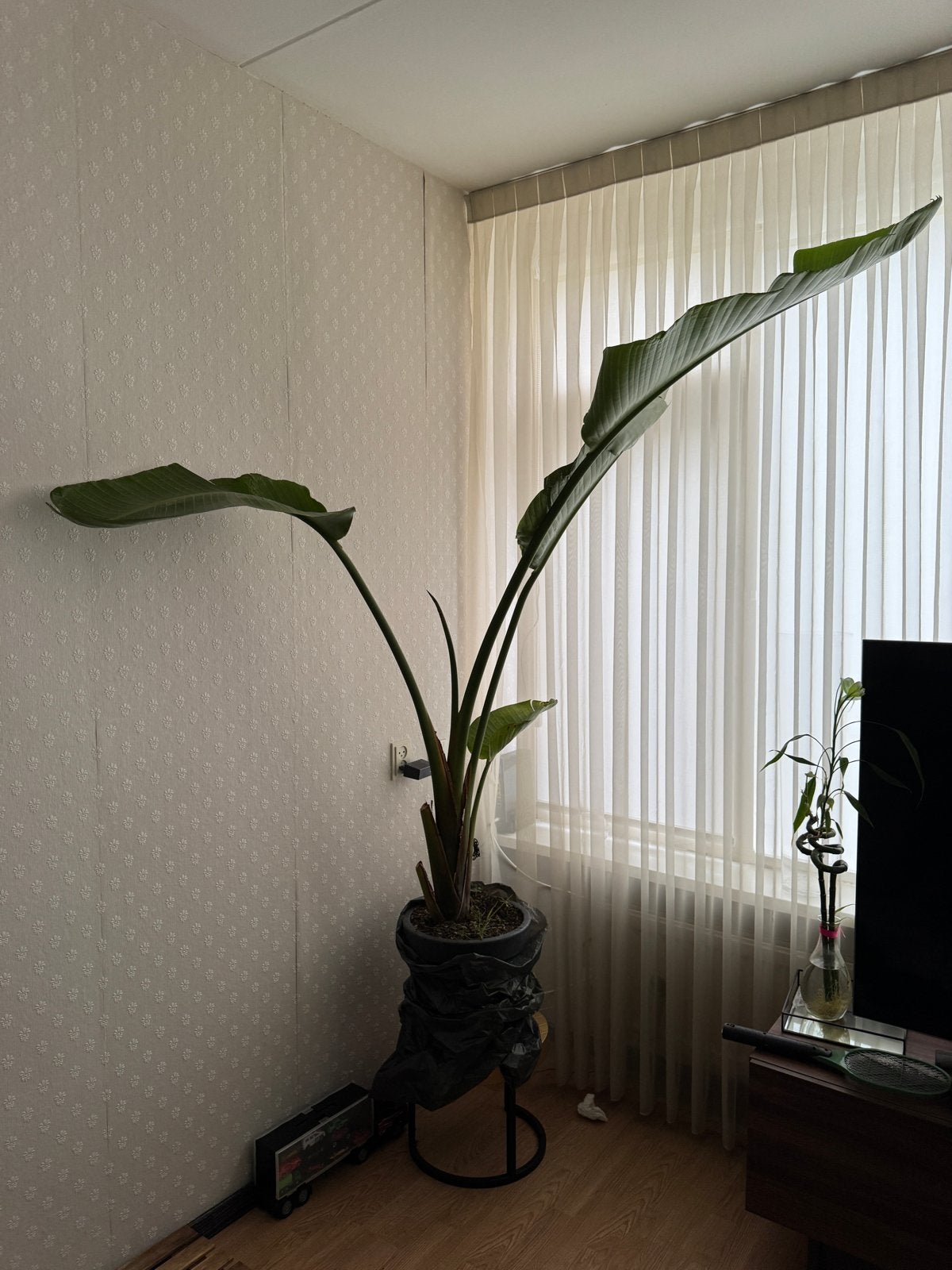Grote Strelitzia Nicolai - Paradijsvogelplant, 200 cm of meer, Overige soorten, Ophalen of Verzenden, In pot