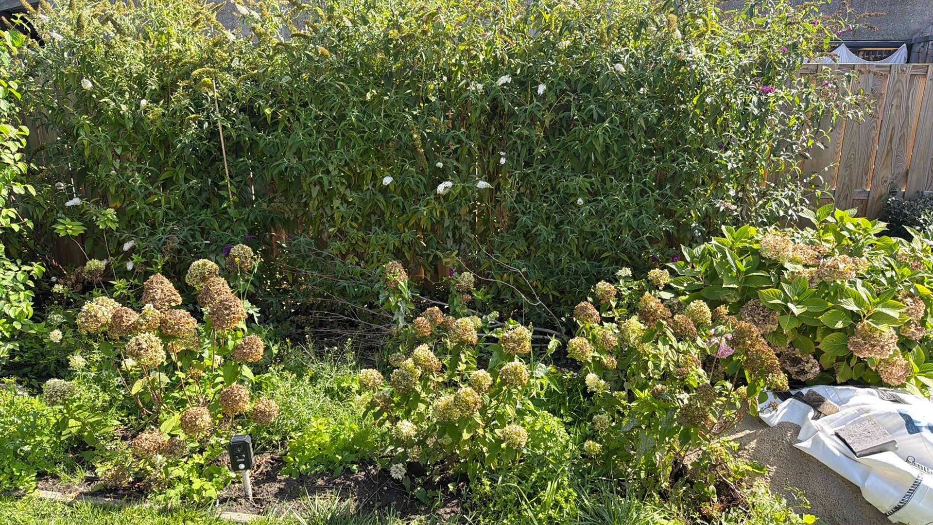 Diverse vaste planten maar zelf uit de grond halen, Ophalen, Overige soorten, Minder dan 100 cm
