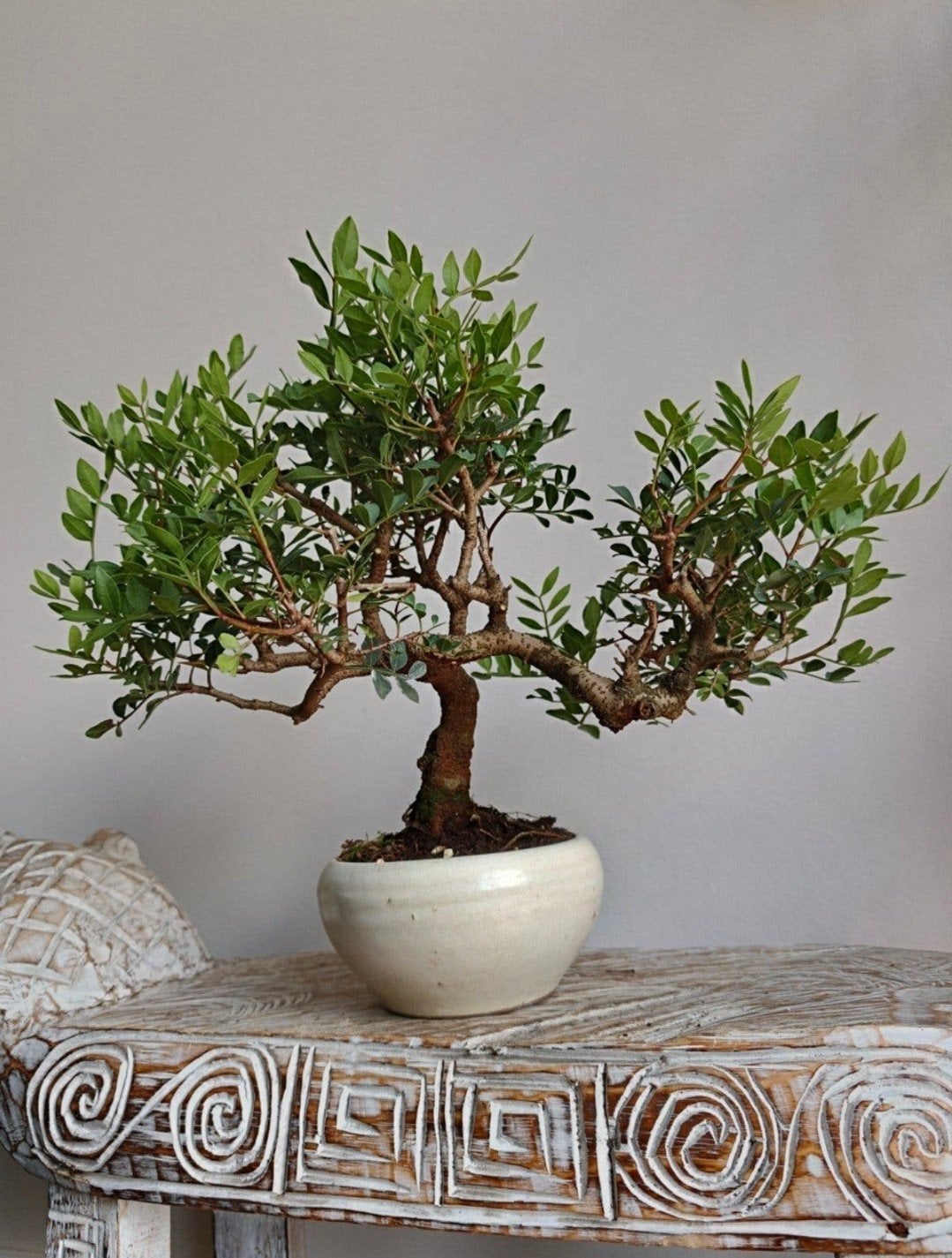 Pistache Lentiscus Bonsai, Bloeit niet, Halfschaduw, Minder dan 100 cm, Overige soorten