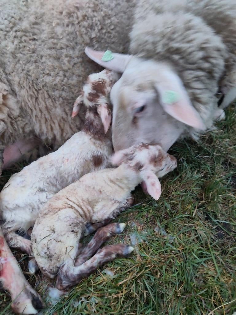 Ramlammeren Solognote x melkschaap, niet voor slacht, Dieren en Toebehoren, Schapen, Geiten en Varkens, Mannelijk, Schaap, 0 tot 2 jaar