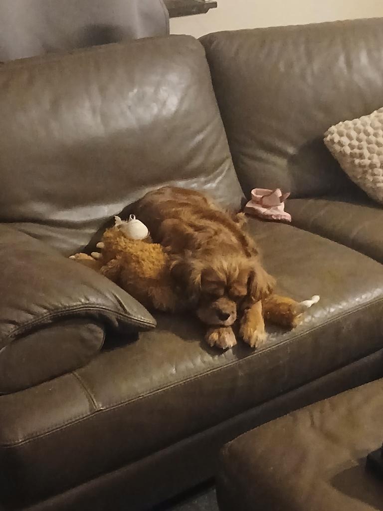 Cavalier King Charles, Dieren en Toebehoren, Honden | Retrievers, Spaniëls en Waterhonden, Parvo, België, Particulier, Overige rassen