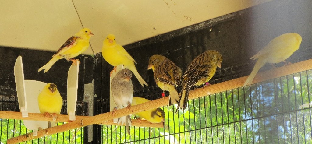 Timbrado's ,Zang kanaries, te koop, Dieren en Toebehoren, Vogels | Kanaries, Meerdere dieren, Zangkanarie
