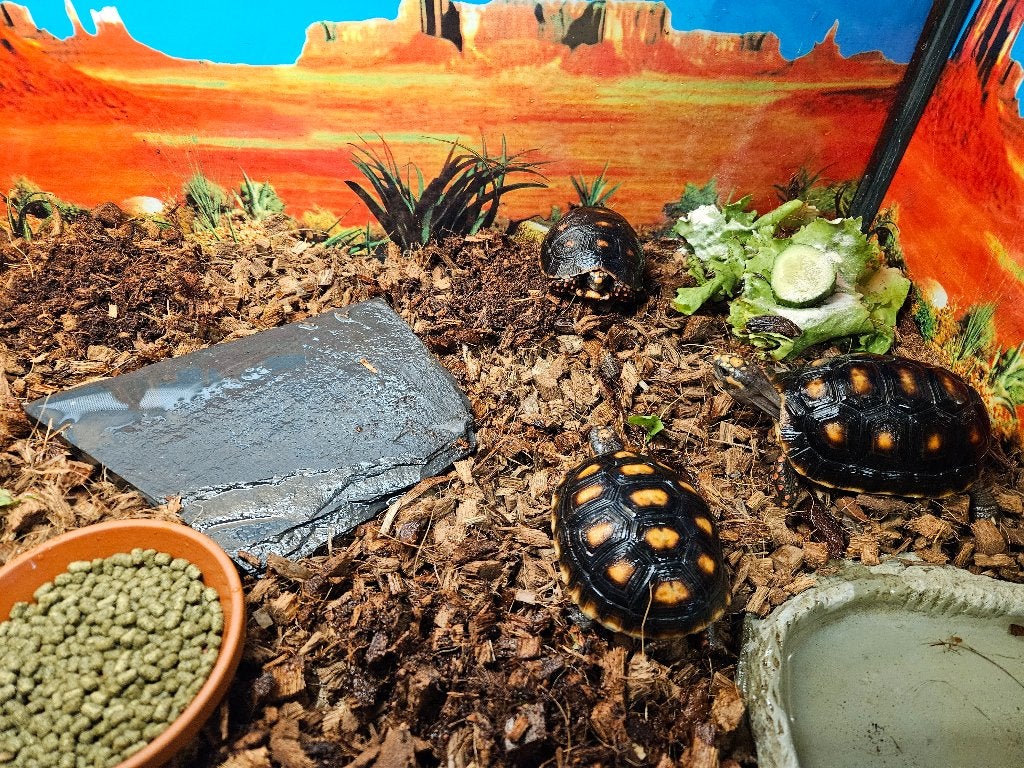 Chelonoidis Carbonarius Kolenbranderschildpad, Dieren en Toebehoren, Reptielen en Amfibieën, Schildpad, 0 tot 2 jaar