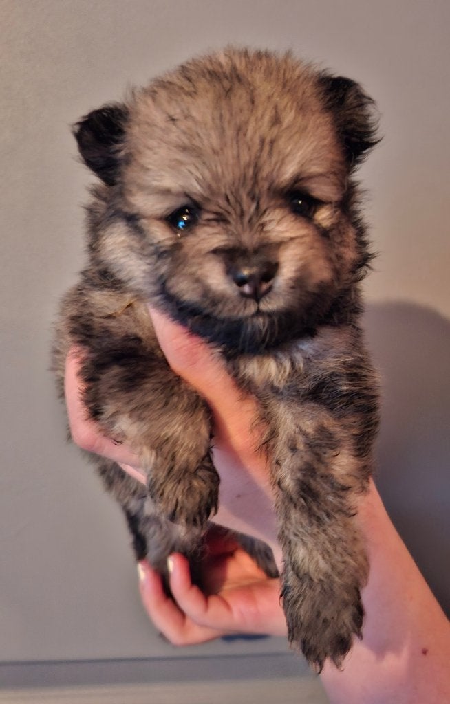 beschikbaar 3 pomeriaan teefjes, Keeshond, CDV (hondenziekte), 8 tot 15 weken, Meerdere