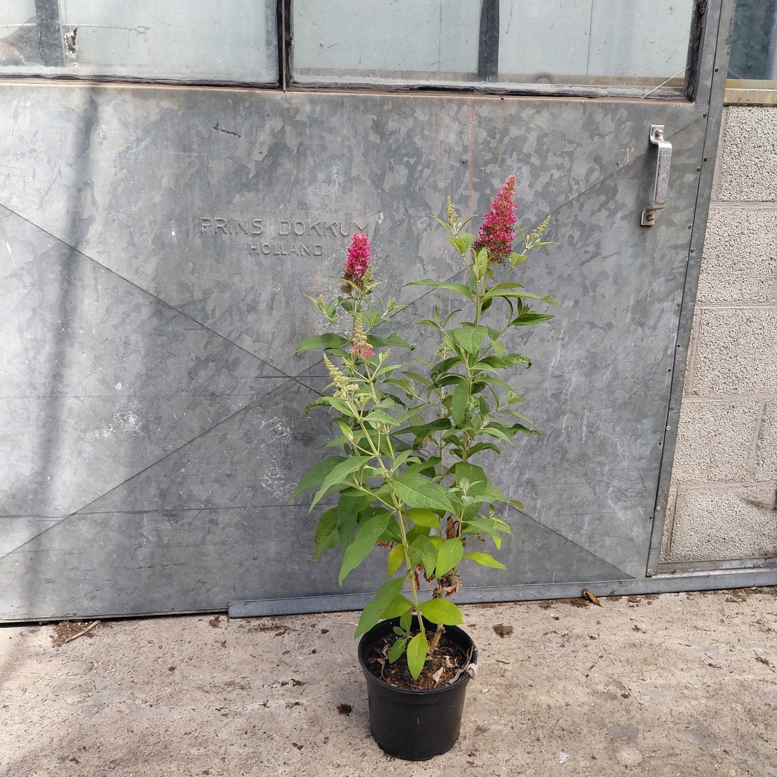Buddleja B.C. 'Ruby' | Rode Dwergvlinderstruik, Overige soorten, Volle zon, Vaste plant, Verzenden