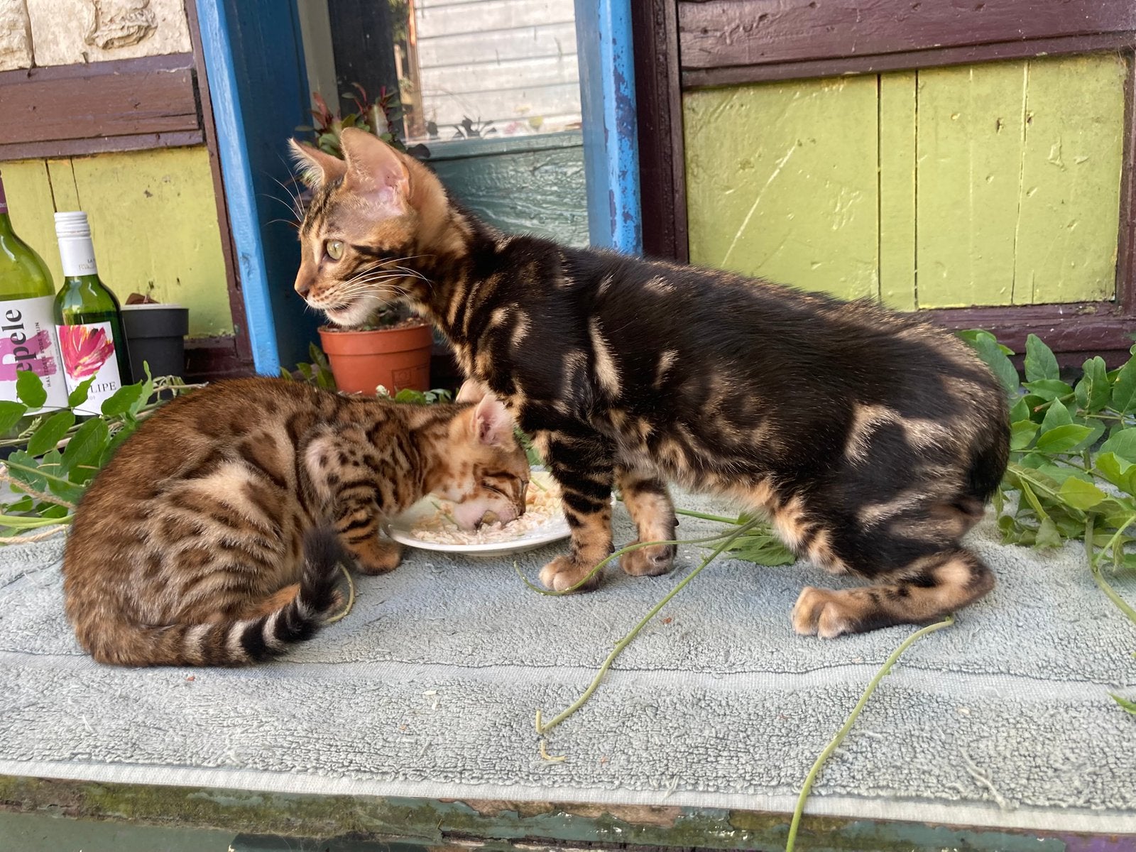 Bengaal marble kitten met stamboom, Meerdere dieren, Met stamboom, 0 tot 2 jaar