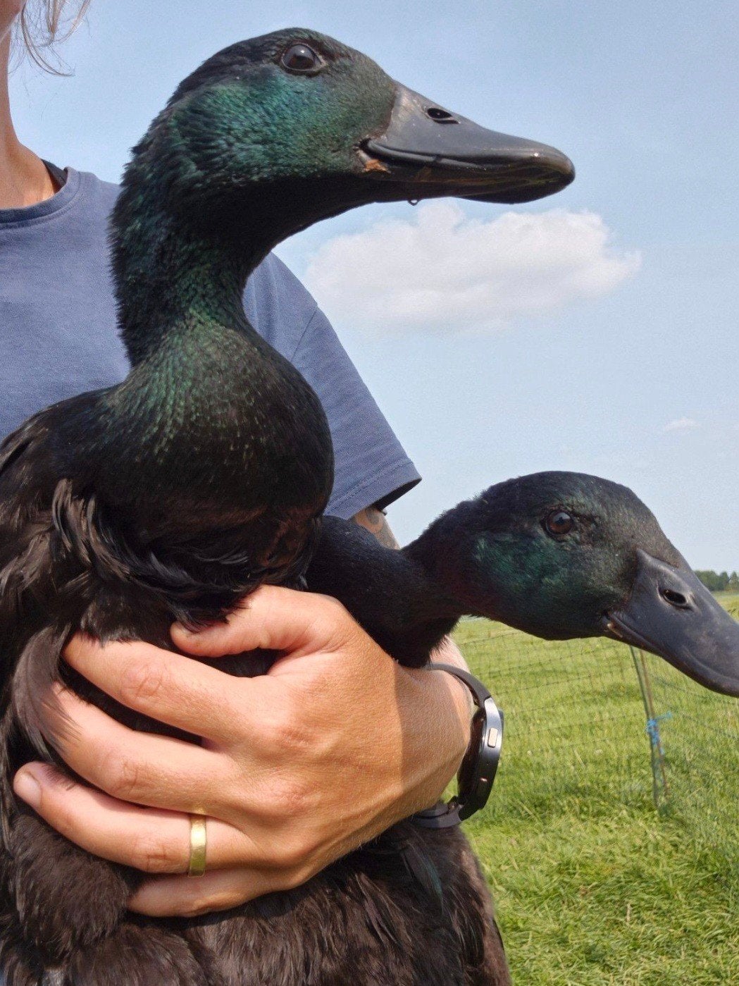 Cayuga eendjes, Geslacht onbekend, Eend