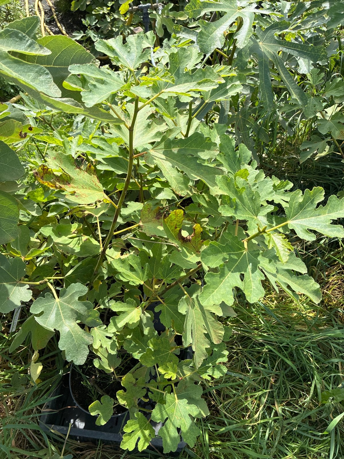 Diverse Vijgenplanten - Verschillende Variëteiten, Volle zon, Vaste plant, Ophalen of Verzenden, Zomer