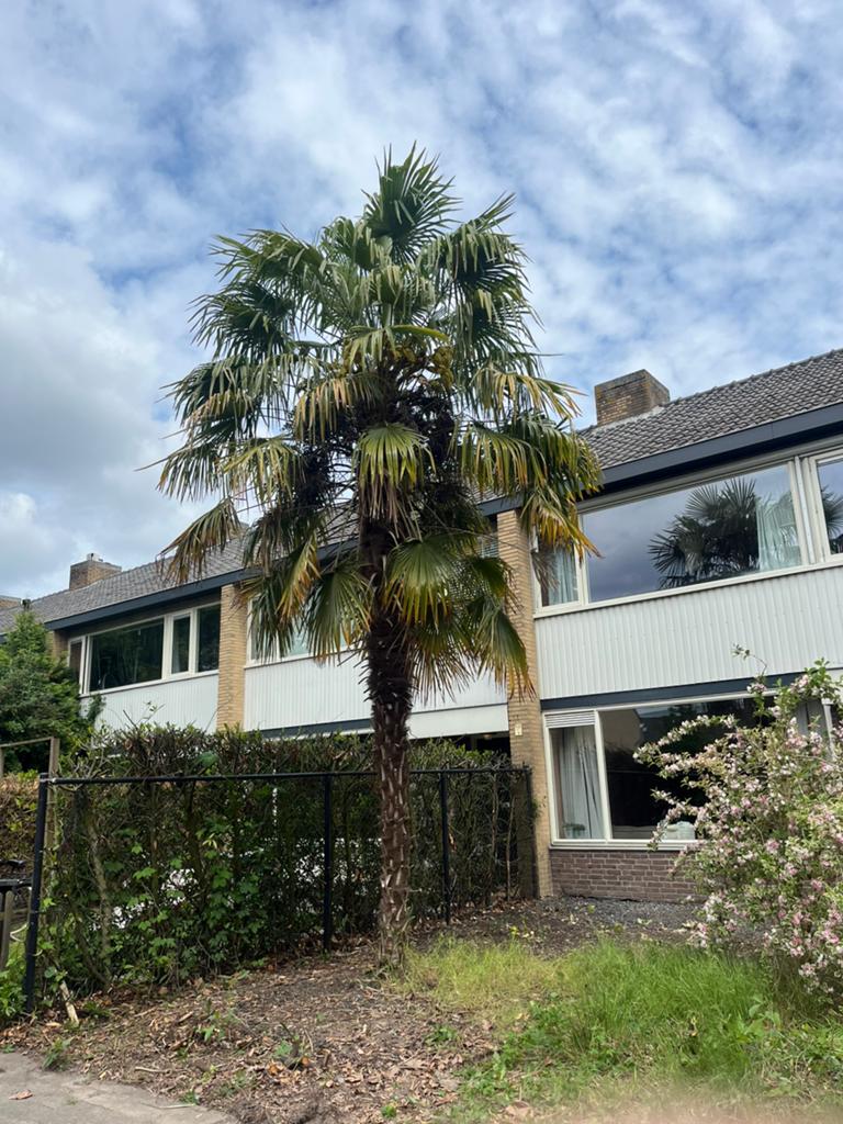 Grote palmboom ZSM OPHALEN, Tuin en Terras, Planten | Bomen, Zomer, Palmboom, 400 cm of meer, Ophalen