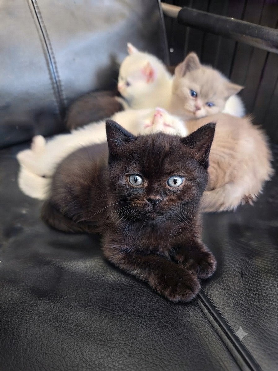 100% britse korthaar kittens (1 Odd eyed ) 7 weken mogen mee, Meerdere dieren, Ontwormd