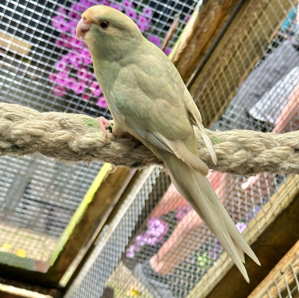 Kakarikies, Meerdere dieren, Parkiet