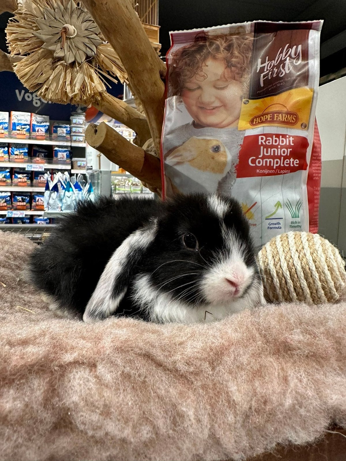 konijntjes te koop super lief en super tam., Meerdere dieren, Dwerg