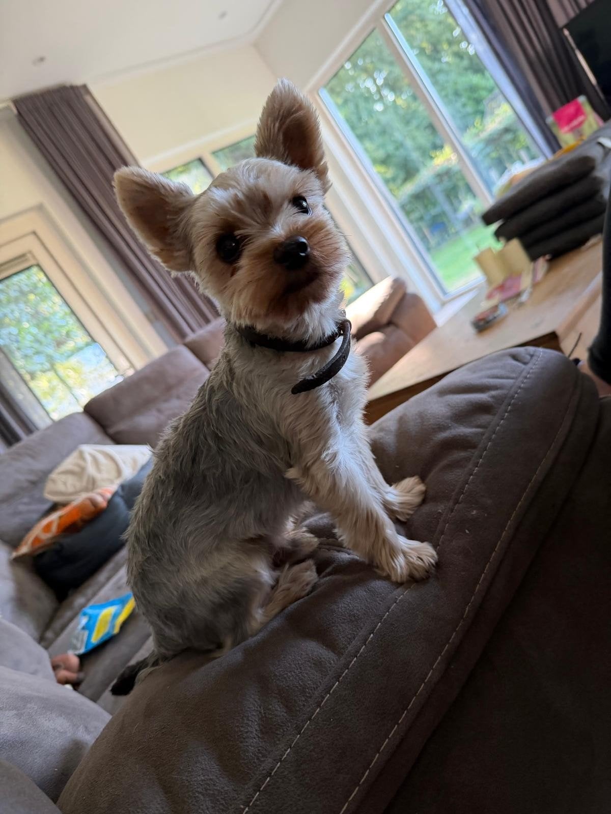 dekreutje (niet te koop), Reu, 1 tot 2 jaar, Eén hond, Nederland