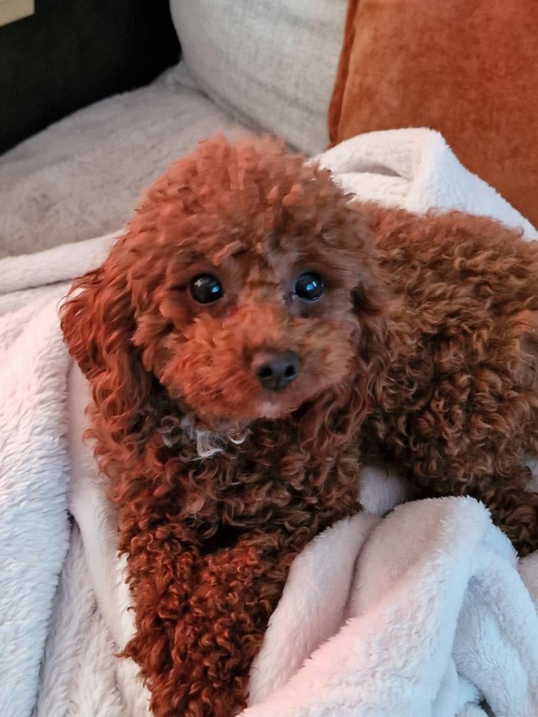 Toy Poedel teef met stamboom, Dieren en Toebehoren, Honden | Chihuahua's en Gezelschapshonden, Poedel, Parvo, Particulier, 1 tot 2 jaar