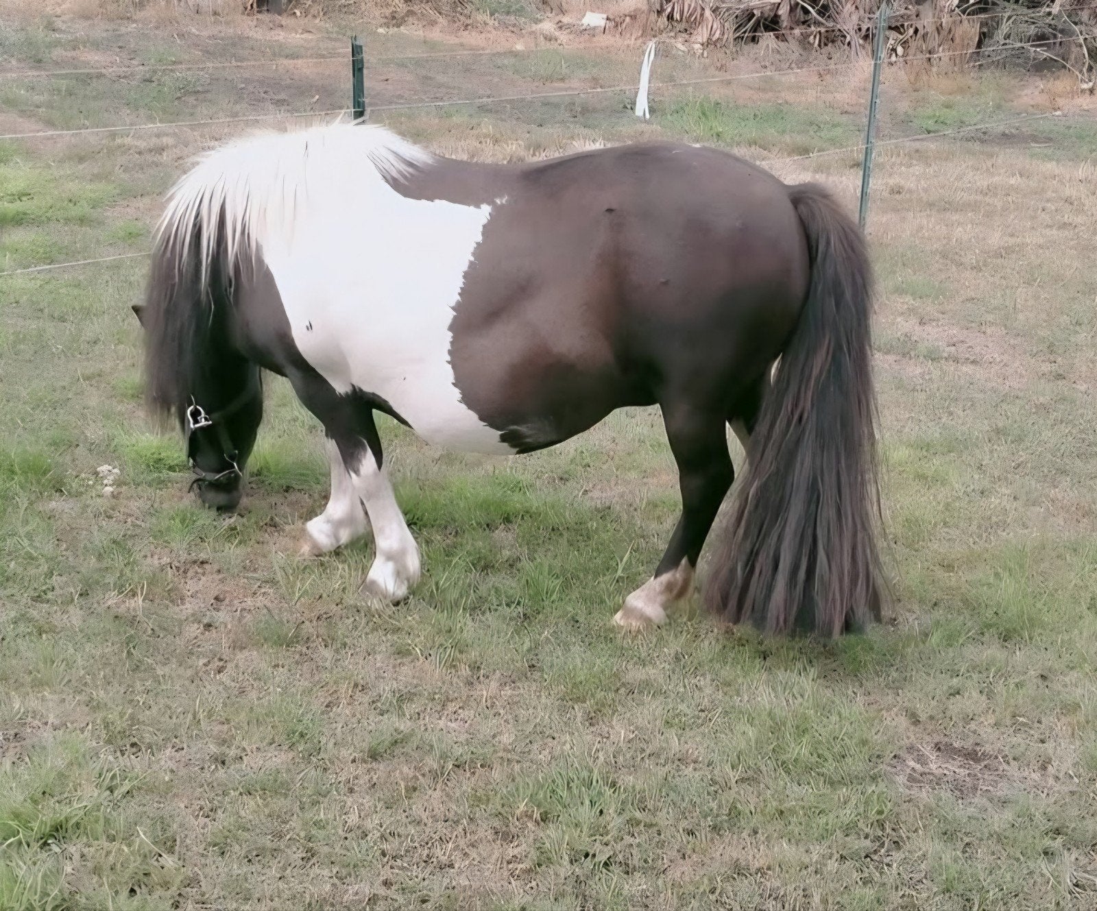 Mooie Bonte Shetlander, Dieren en Toebehoren, Merrie